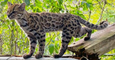A small wild cat with a coat full of black spots and stripes walks along a wooden board, its long, spotted tail curled up behind it.