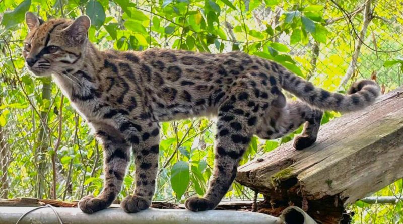 A small wild cat with a coat full of black spots and stripes walks along a wooden board, its long, spotted tail curled up behind it.