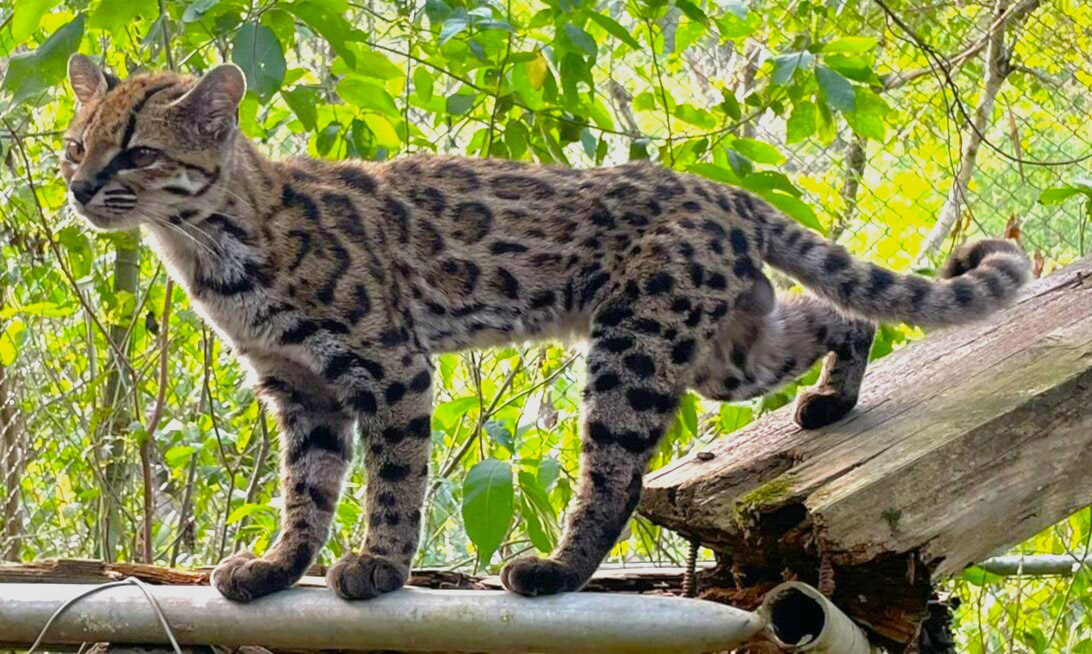 A small wild cat with a coat full of black spots and stripes walks along a wooden board, its long, spotted tail curled up behind it.
